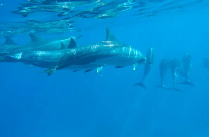 Dolphins' human-like traits and their fascination with people make them beloved by both visitors and locals.