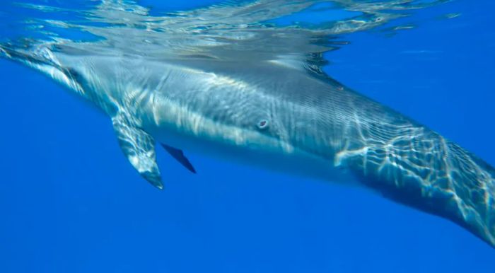 Around Hawaii Island, spinner dolphins appear just as fascinated by humans as we are by them—but this curiosity may not always be in the dolphins' best interest.