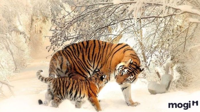 Liệu người tuổi Bính Dần trong năm 2024 có dính phải hạn Tam Tai không?