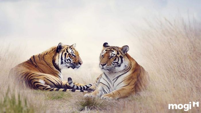 Quy trình mượn tuổi xây nhà cho gia chủ tuổi Bính Dần cần phải thực hiện đầy đủ và đúng cách để đảm bảo mọi việc suôn sẻ.