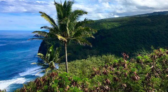 Locals on the Kona Coast have been swimming with wild spinner dolphins for more than 30 years.