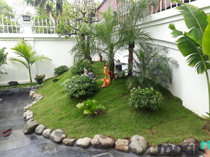 Cây trồng cần được bố trí sao cho phù hợp và hòa hợp với tổng thể của tiểu cảnh, tạo nên một không gian thống nhất và đẹp mắt.