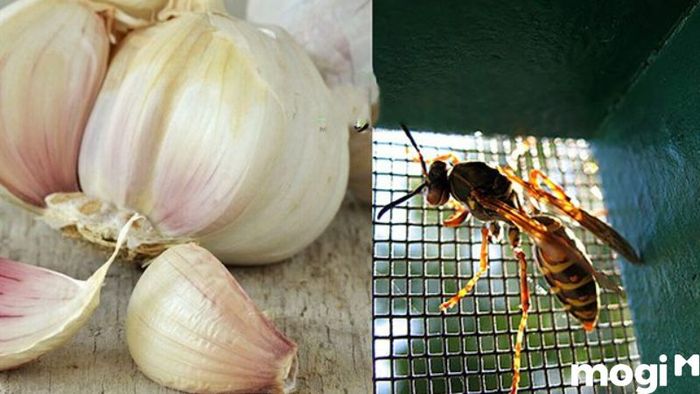 Cách đuổi ong ra khỏi nhà