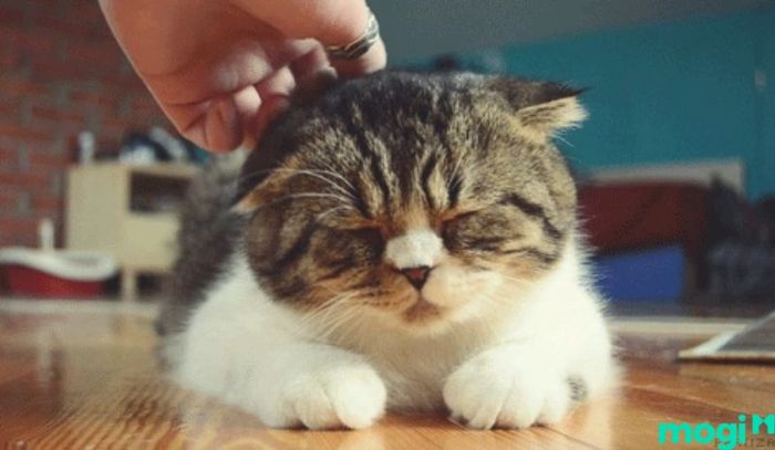 Việc theo dõi và chăm sóc ân cần cho mèo luôn là điều cần thiết để đảm bảo sức khỏe của chúng.