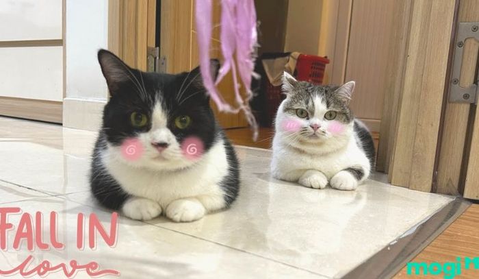 Tuổi thọ của mỗi giống mèo có sự khác biệt rõ rệt