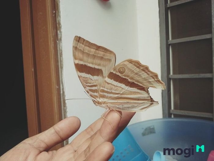 Bướm nâu chết trong nhà là một dấu hiệu không may mắn.