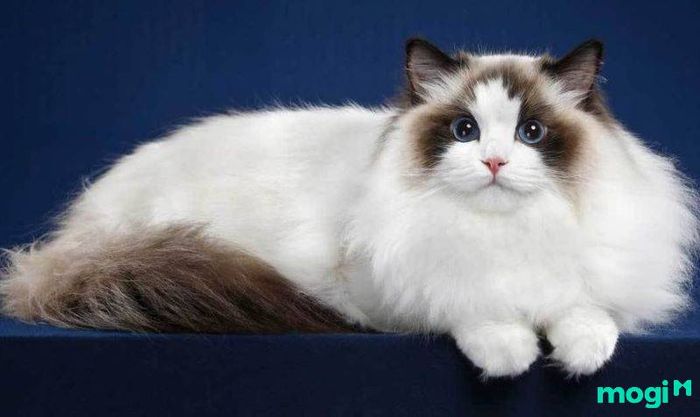 Các giống mèo phổ biến ở Việt Nam