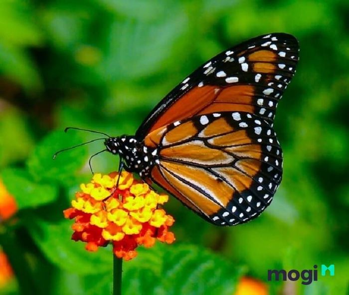 Bướm là biểu tượng của linh hồn