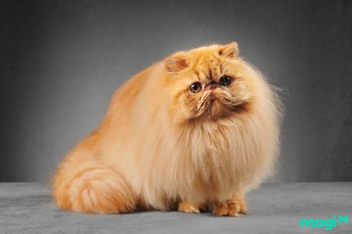 Các giống mèo phổ biến tại Việt Nam