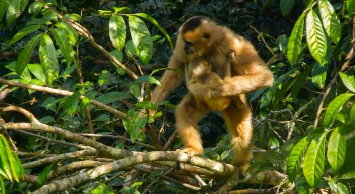 Black-crested gibbons are classified as critically endangered.