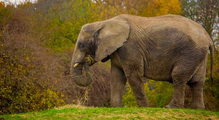 Each elephant will be transported in a specially designed individual crate.