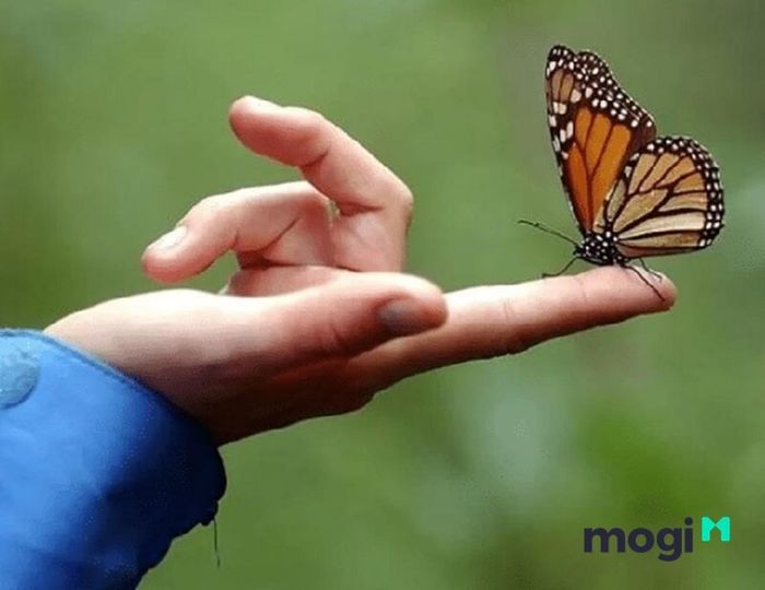 Ý nghĩa của loài bướm trong thế giới vật chất