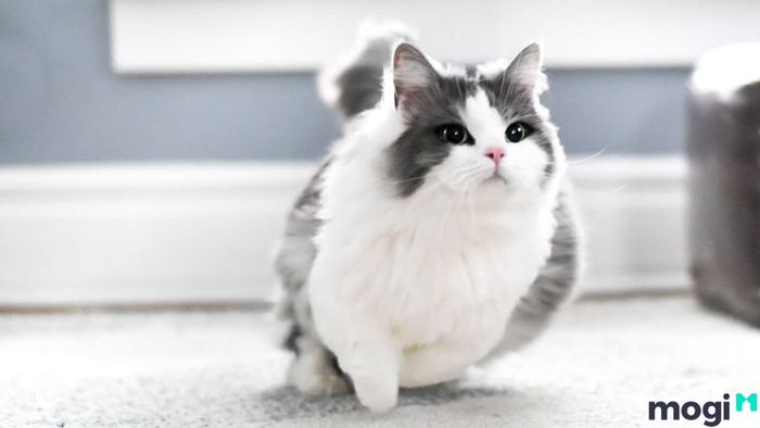 Các giống mèo phổ biến tại Việt Nam