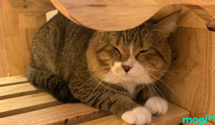 Khi mèo già, lông của chúng sẽ có nhiều sợi trắng hơn
