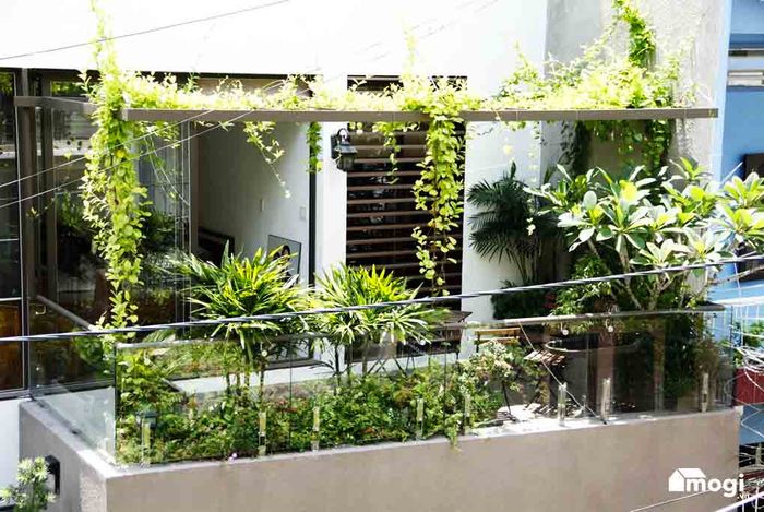 Trồng cây ngoài ban công không chỉ làm đẹp không gian mà còn mang lại tài lộc cho gia chủ.