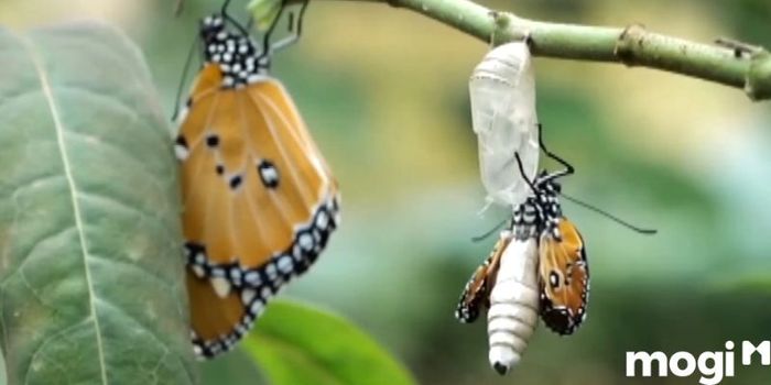 Bướm nâu bay vào nhà và làm kén là điềm báo cho những biến động sắp tới trong cuộc sống. Điều này có thể dẫn đến những thay đổi quan trọng, tùy thuộc vào cách bạn ứng xử.