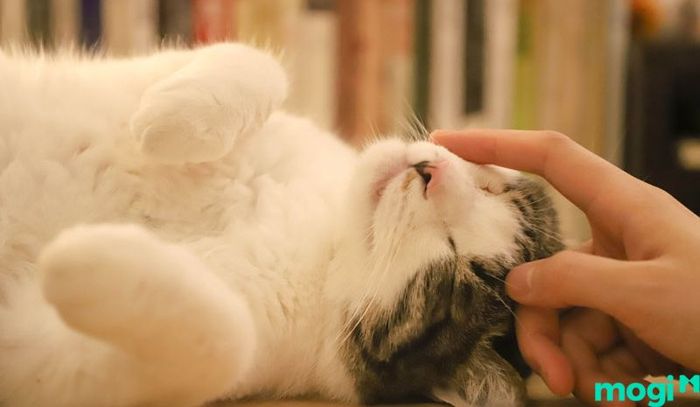 Mèo già thường gặp phải tình trạng suy giảm thính giác và thị giác, ảnh hưởng đến khả năng nhận thức của chúng