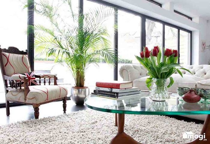 Trồng cây trong phòng khách giúp cải thiện vận khí cho gia đình một cách nhanh chóng.