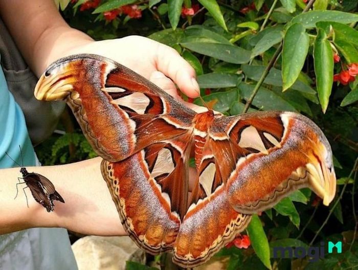 Ở Tây Nguyên, người dân rất quý trọng loài bướm.