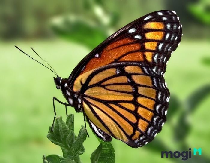 Ý nghĩa của loài bướm trong thế giới tâm linh