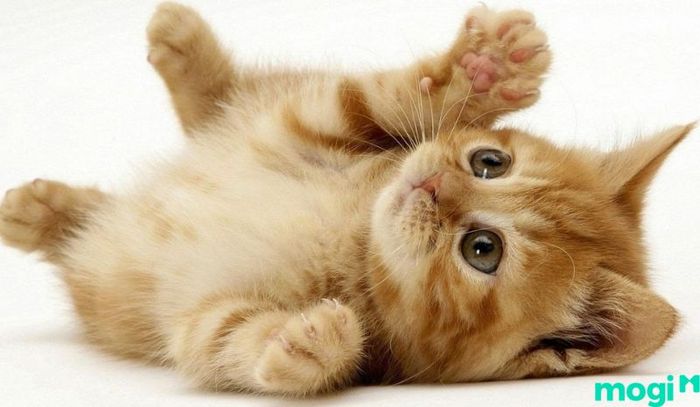 Việc tính tuổi thọ của mèo rất đơn giản và bạn có thể dễ dàng áp dụng