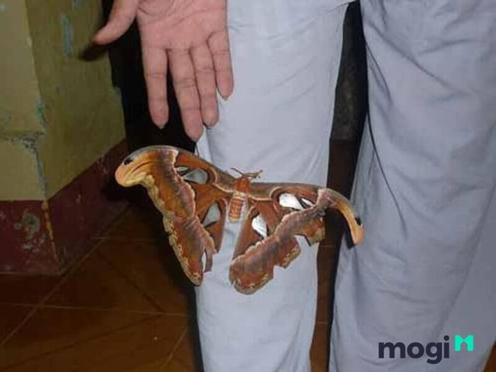 Sự xuất hiện của bướm nâu trong nhà là điềm báo may mắn, mang đến sự thuận lợi.