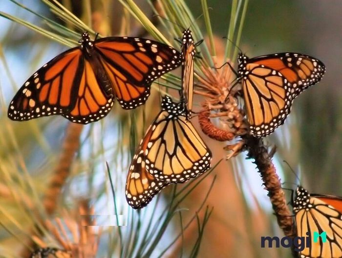 Giấc mơ thấy bướm nâu bay vào nhà mang đến điềm báo về sự thuận lợi và may mắn sắp đến trong cuộc sống của bạn.
