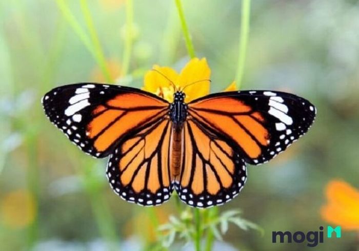 Bướm nâu bay vào nhà ban ngày là dấu hiệu của sự may mắn và thuận lợi sắp đến.