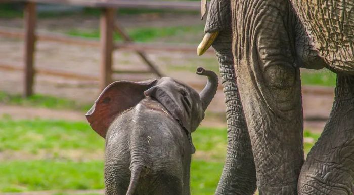 Two potential release sites in southern Kenya are currently being evaluated for the elephants.