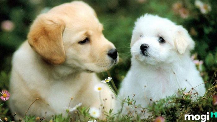 Hãy bình tĩnh và đối mặt với mọi thử thách trong cuộc sống.