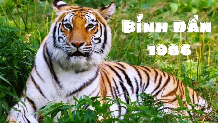 Màu xe hợp với người tuổi 1986 là gì? Tìm hiểu ngay để chọn được màu sắc phù hợp, mang đến tài lộc và thuận lợi cho cuộc sống.