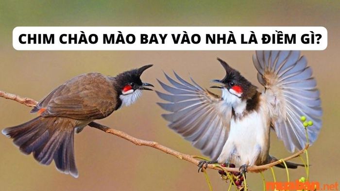 Chim chào mào bay vào nhà mang điềm gì?