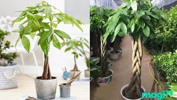 Quà Tặng Khai Trương - Cây Kim Ngân Mang Lại Phúc Lộc