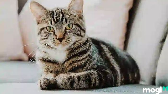 Tử vi cho tuổi Mão ngày 05/01/2024 cho thấy công việc sẽ có tiến triển tốt, nhưng tình cảm có thể gặp phải một số khó khăn cần phải giải quyết.