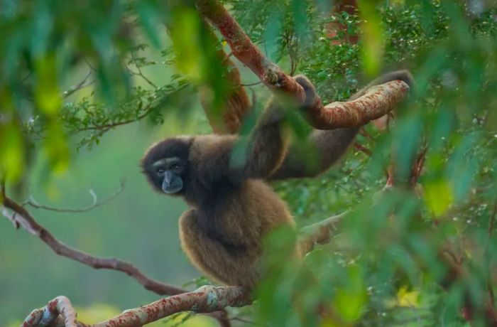 A North Bornean gibbon in its natural habitat.