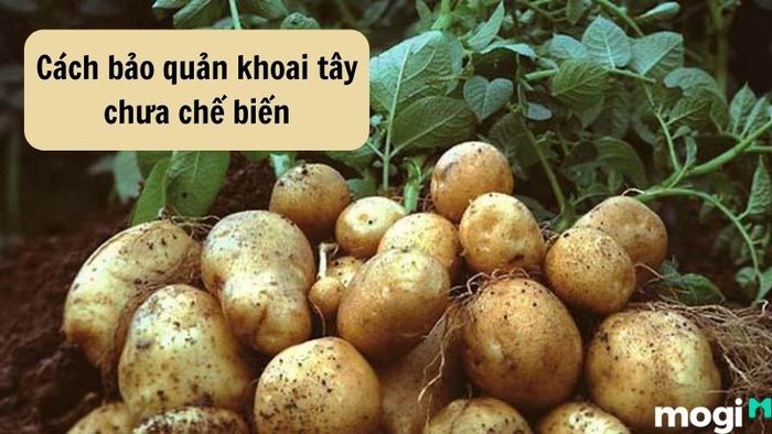 Cách bảo quản khoai tây để sử dụng lâu dài