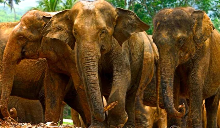 The rainforest is home to Asian elephants, among other fascinating wildlife.