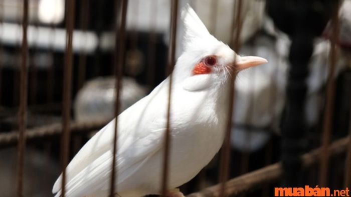 Chim chào mào trắng hoặc đỏ bay vào nhà