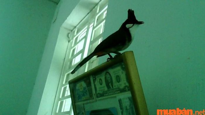 Chim chào mào đậu ở cửa