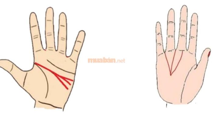 6 đường chỉ tay mang lại tài lộc và phú quý
