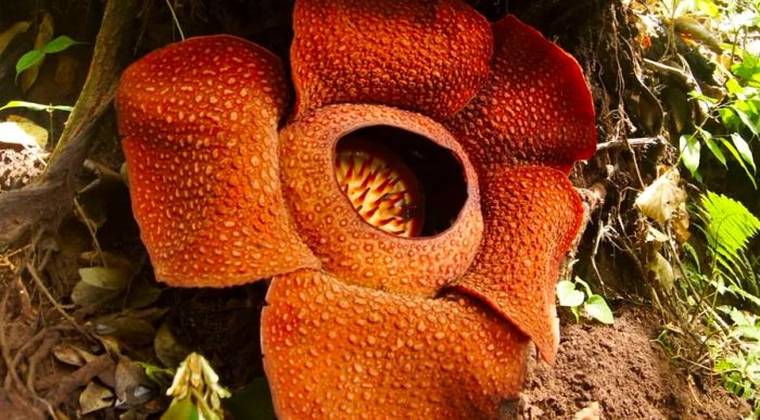 Rafflesia, often called 