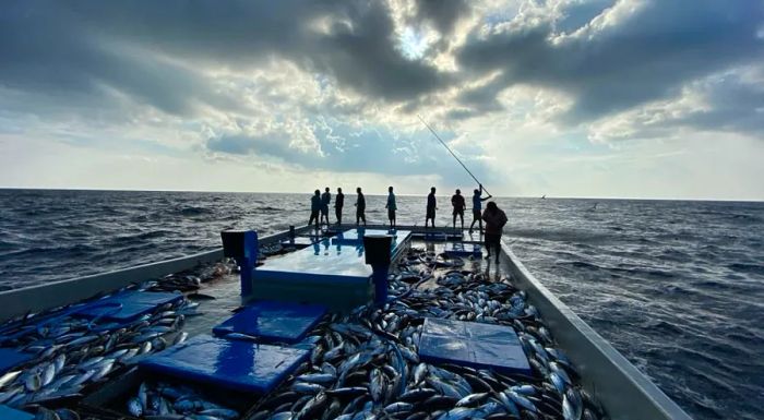 Fishing using poles and lines from a boat in the Maldives.