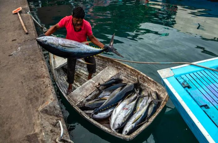 Unloading the tuna catch in the Maldives.