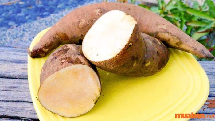 Phương thuốc hỗ trợ điều trị bệnh từ cây sâm đất