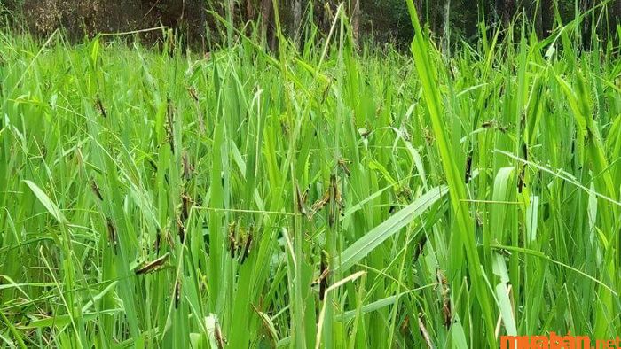 Đây cũng là thời điểm các loài sâu bọ hại mùa màng gia tăng sự tấn công.