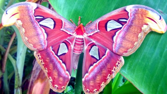 Bướm với màu sắc sặc sỡ mang điềm báo gì?