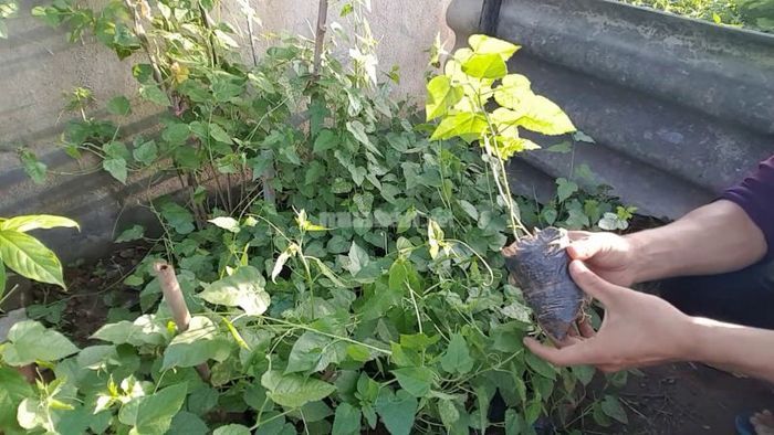 Hướng dẫn cách trồng cây lạc tiên hiệu quả.