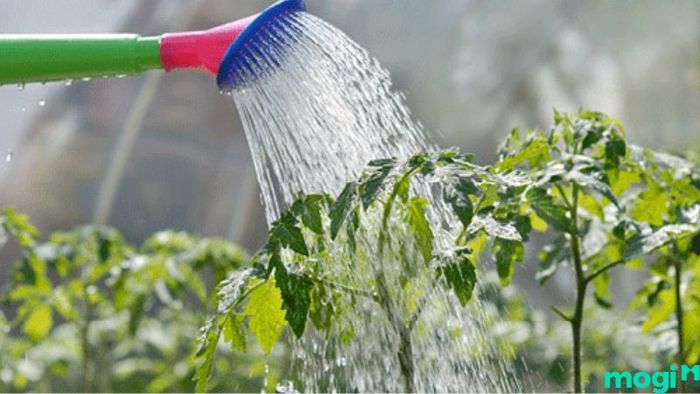 Thay Đổi Lịch Tưới Nước Để Diệt Ốc Sên