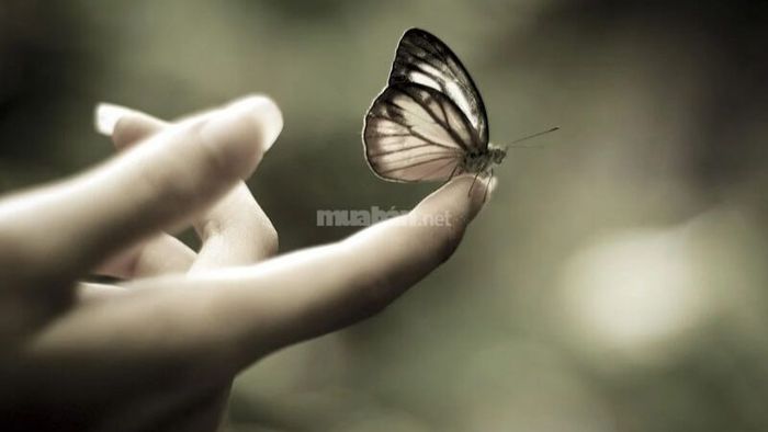 Bướm bay vào nhà vào buổi tối