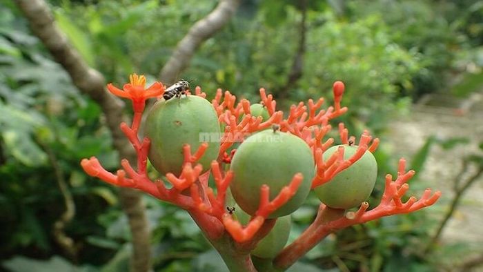 Hoa và quả đặc trưng của cây ngô đồng